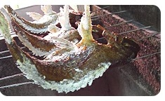お食い初め料理セット　焼鯛　祝い飾り付き　なにわ くいだおれ本舗 千林江山の商品説明画像4枚目