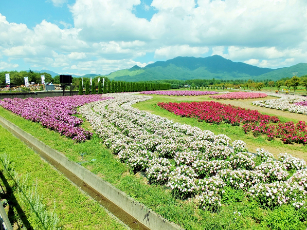 埼玉発 クラブツーリズム バスツアー 日帰り　ツアー名：富士山と天空の花畑「花の都公園」を鑑賞で立ち寄る花の都公園（イメージ）の写真