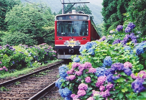 埼玉発 クラブツーリズム　バスツアー　ツアー名：初夏の風物詩「箱根あじさい電車」に乗車　地ビール６種＆デザートも食べ飲み放題！　和洋中バイキングの昼食 箱根あじさい電車のイメージ画像