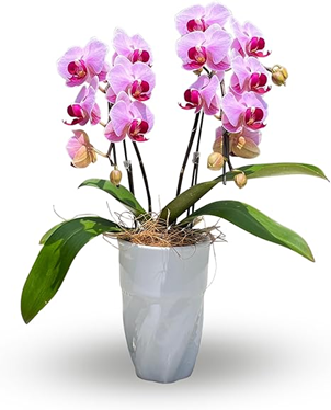 母の日お花 第4位　胡蝶蘭（ミニサイズ）の商品画像