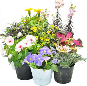  母の日お花 第9位　季節の寄せ植えセットの商品画像